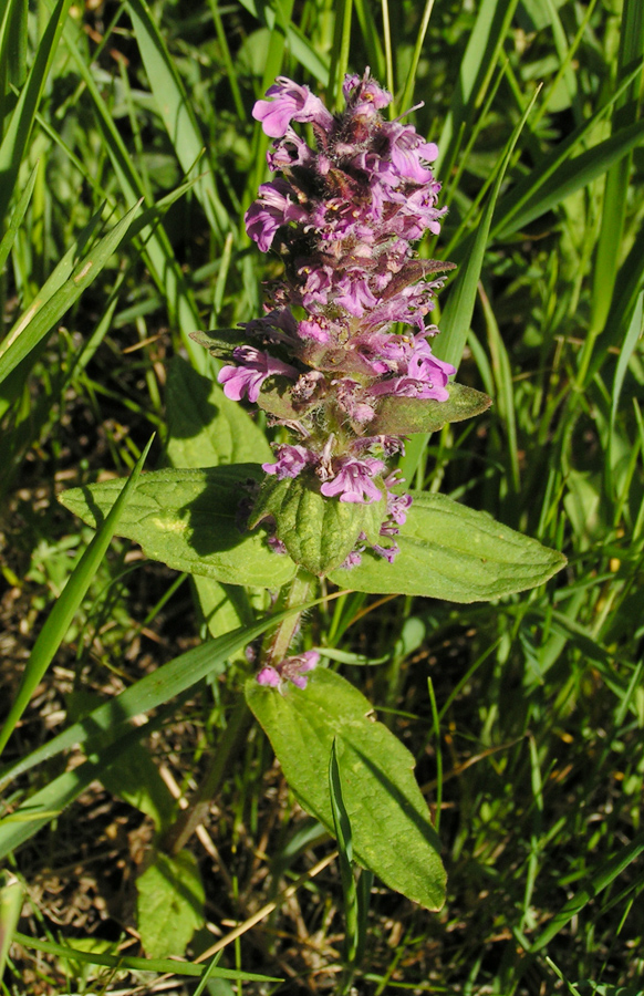 Image of Ajuga genevensis specimen.