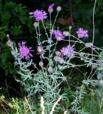 Centaurea scabiosa