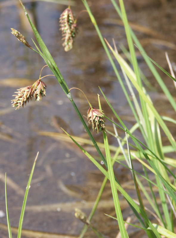 Изображение особи Carex paupercula.