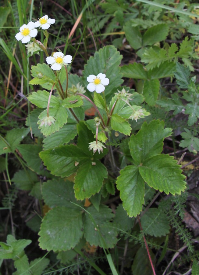 Изображение особи Fragaria vesca.