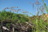 Melica nutans