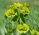 Euphorbia iberica