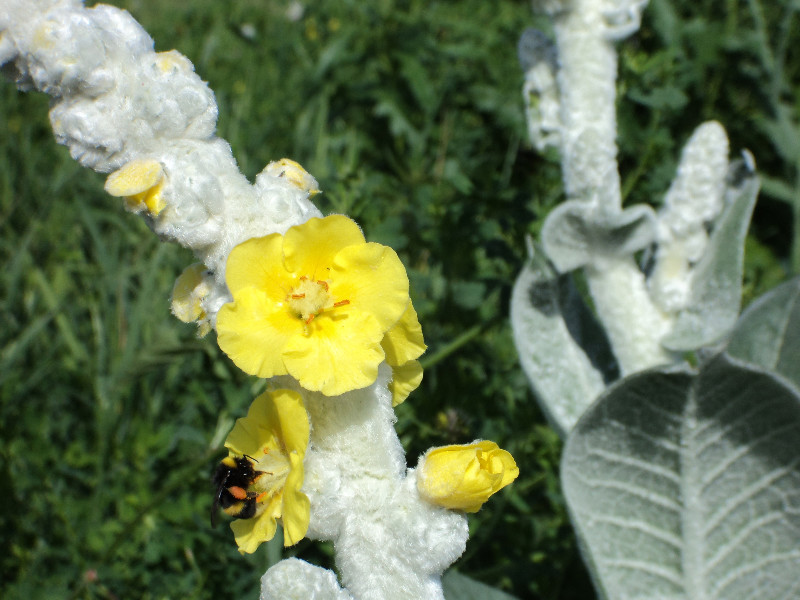 Изображение особи Verbascum bombyciferum.