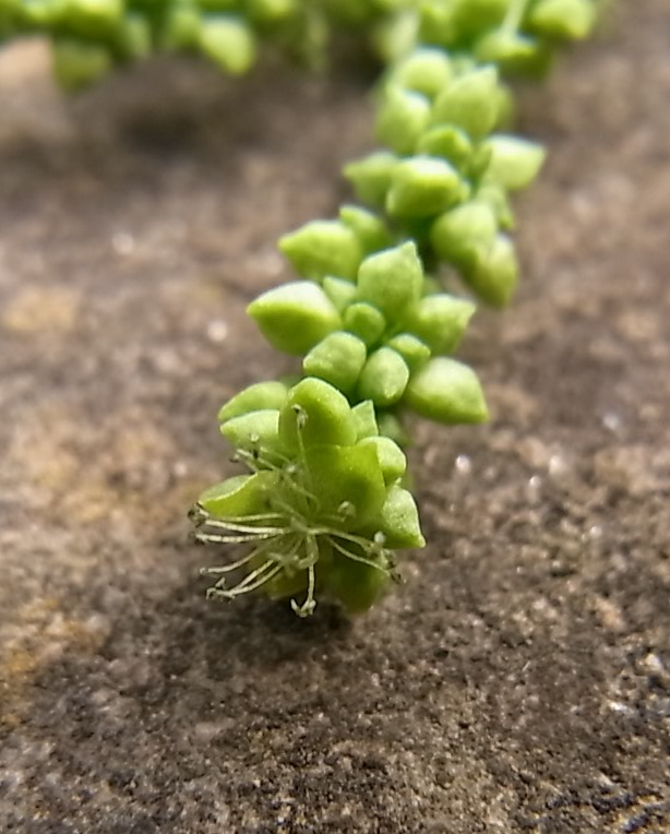 Image of Mercurialis annua specimen.