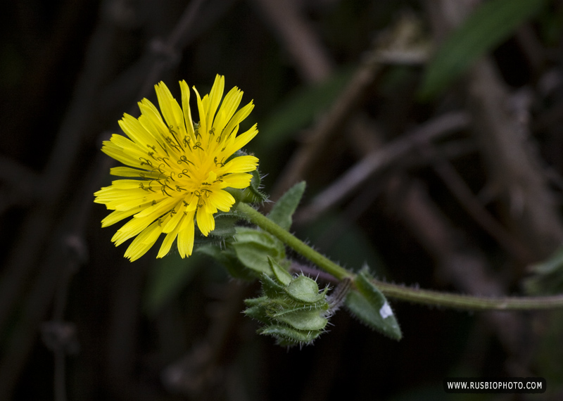 Изображение особи Helminthotheca echioides.