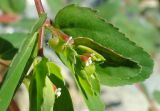 Euphorbia nutans