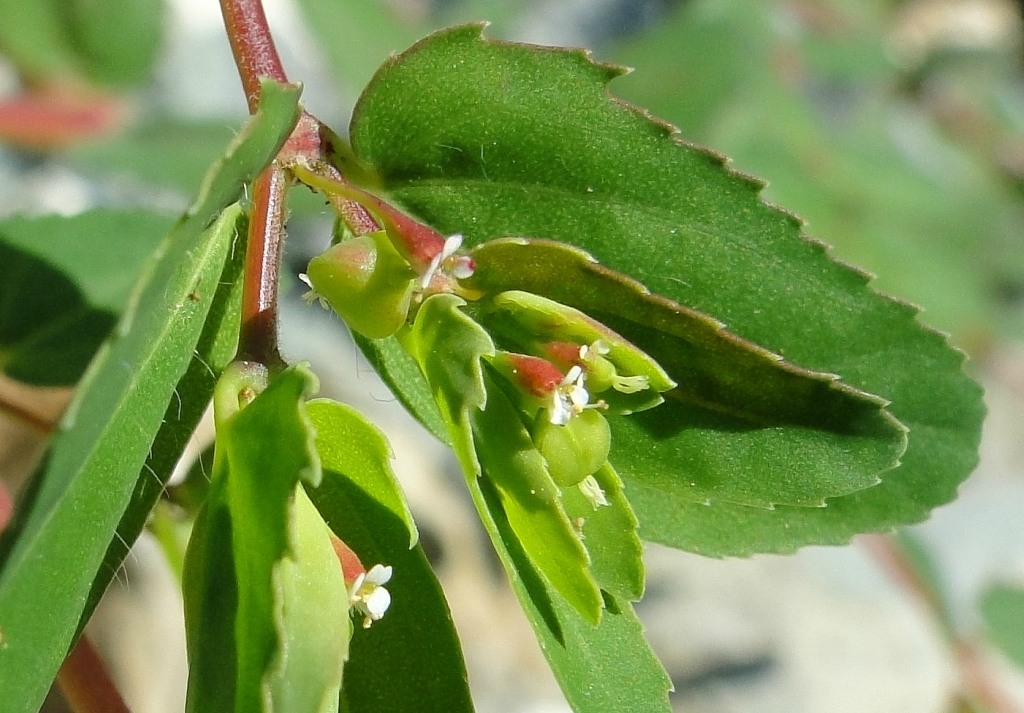 Image of Euphorbia nutans specimen.