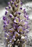 Cistanche salsa. Часть соцветия. Таджикистан, заповедник \"Тигровая балка\", северная часть. 17.04.2011.