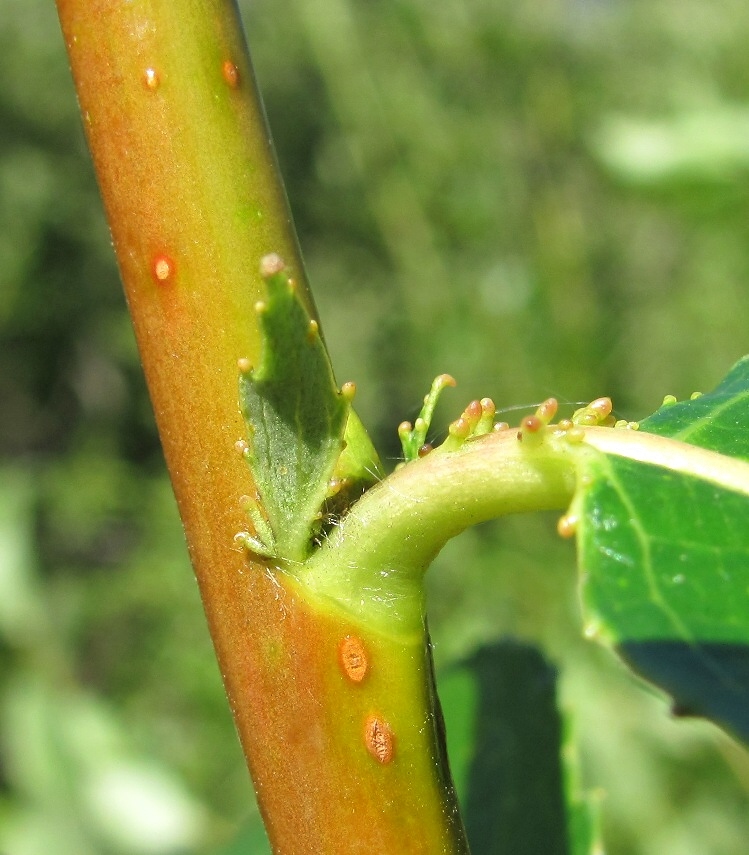 Изображение особи Salix pentandra.