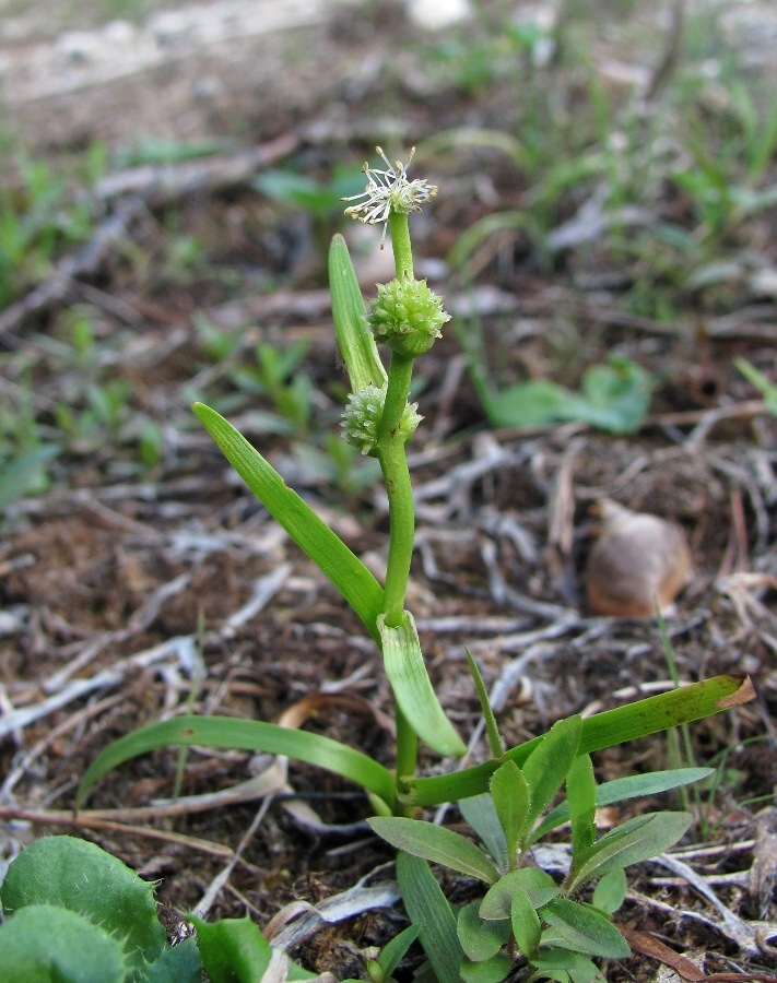 Image of Sparganium natans specimen.