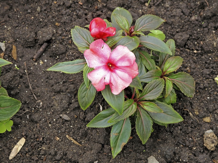 Изображение особи Impatiens hawkeri.