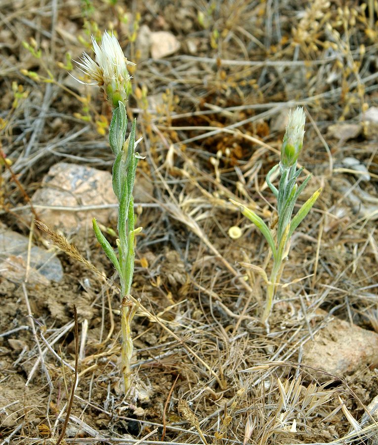 Image of Chardinia orientalis specimen.