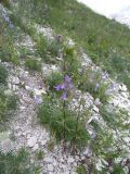 Campanula rapunculoides