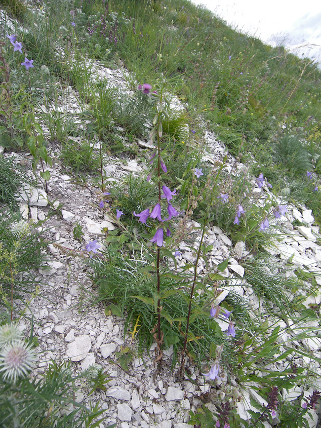 Image of Campanula rapunculoides specimen.