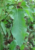 Rumex sylvestris