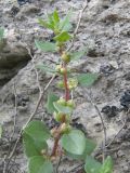 Parietaria elliptica