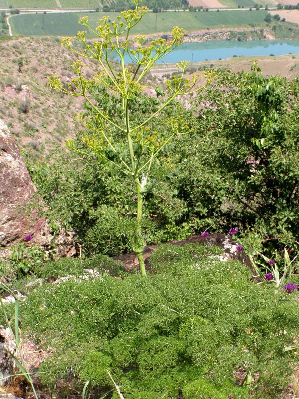 Изображение особи Ferula tenuisecta.