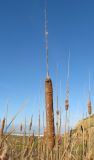 Typha angustifolia