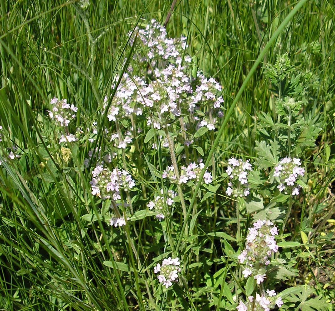 Изображение особи Thymus marschallianus.