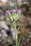 Dianthus pseudarmeria