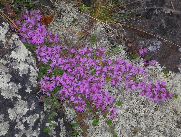 Изображение особи Thymus serpyllum.