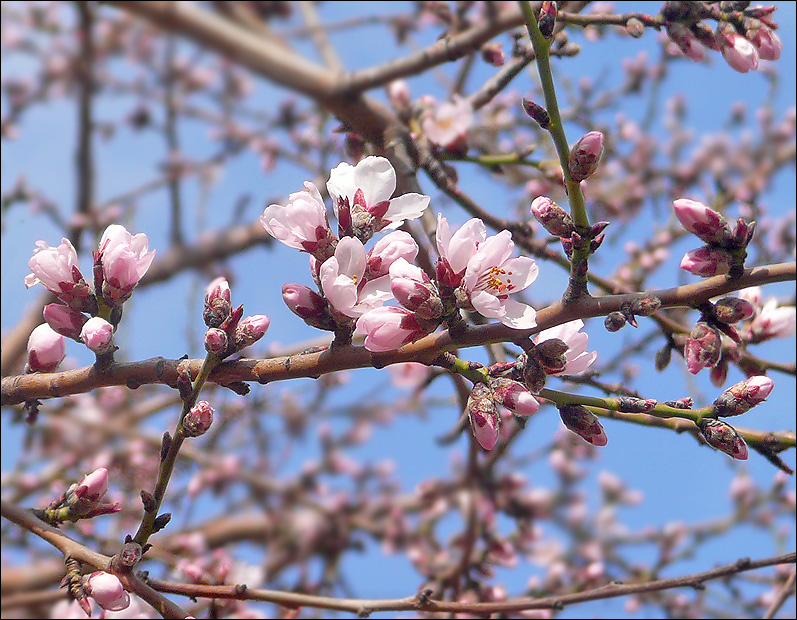 Изображение особи Amygdalus communis.