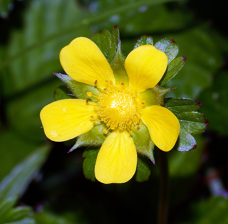 Изображение особи Duchesnea indica.