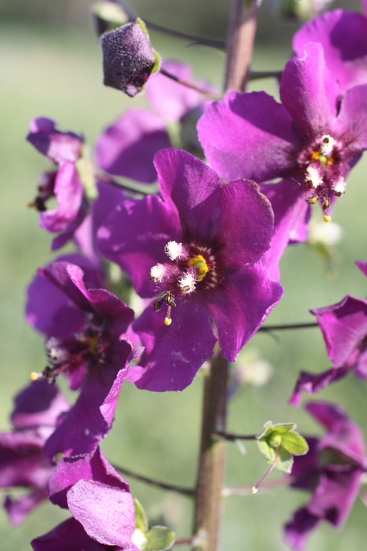 Изображение особи Verbascum phoeniceum.