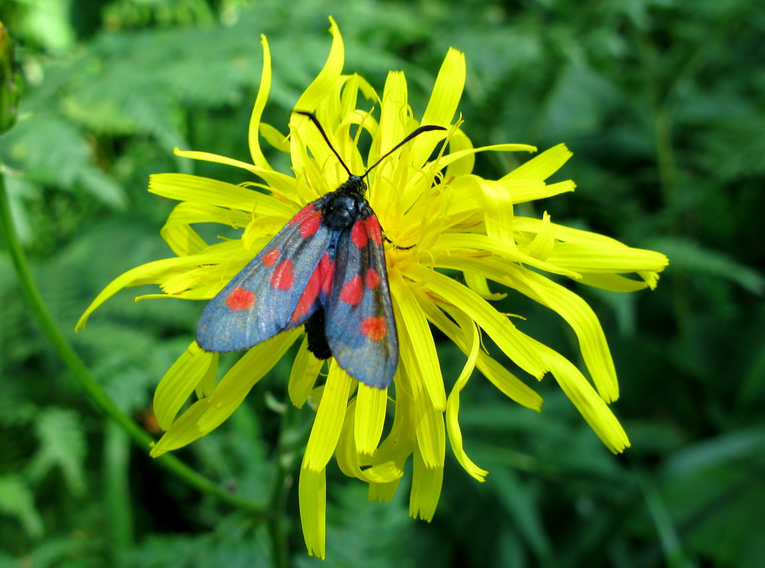 Image of Crepis sibirica specimen.