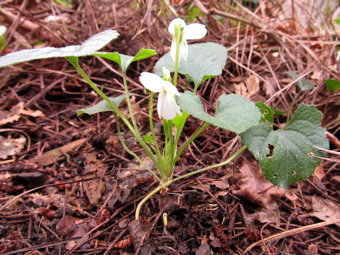 Изображение особи Viola alba.