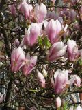 Magnolia × soulangeana. Ветви с цветками. Нидерланды, Groningen, в городском озеленении. 29 апреля 2006 г.