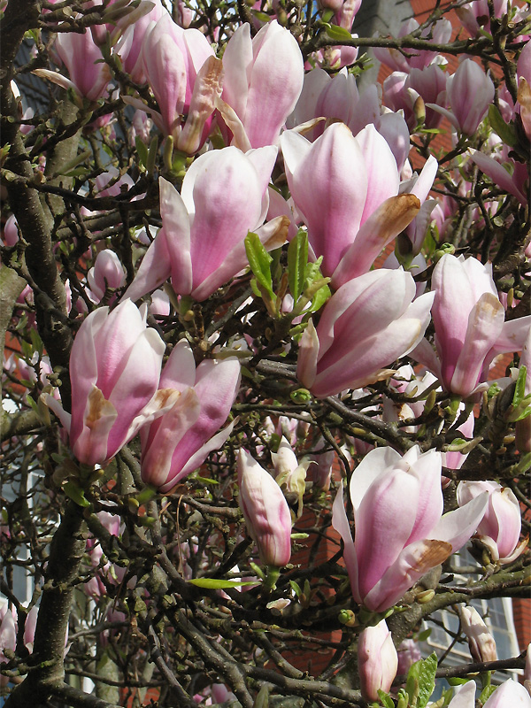 Изображение особи Magnolia × soulangeana.