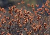 Myrica tomentosa. Верхушки побегов с мужскими соцветиями. Северный Сахалин, побережье Охотского моря, окр. оз. Ватунг, ерниково-багульниковая пустошь. 19.06.2011.