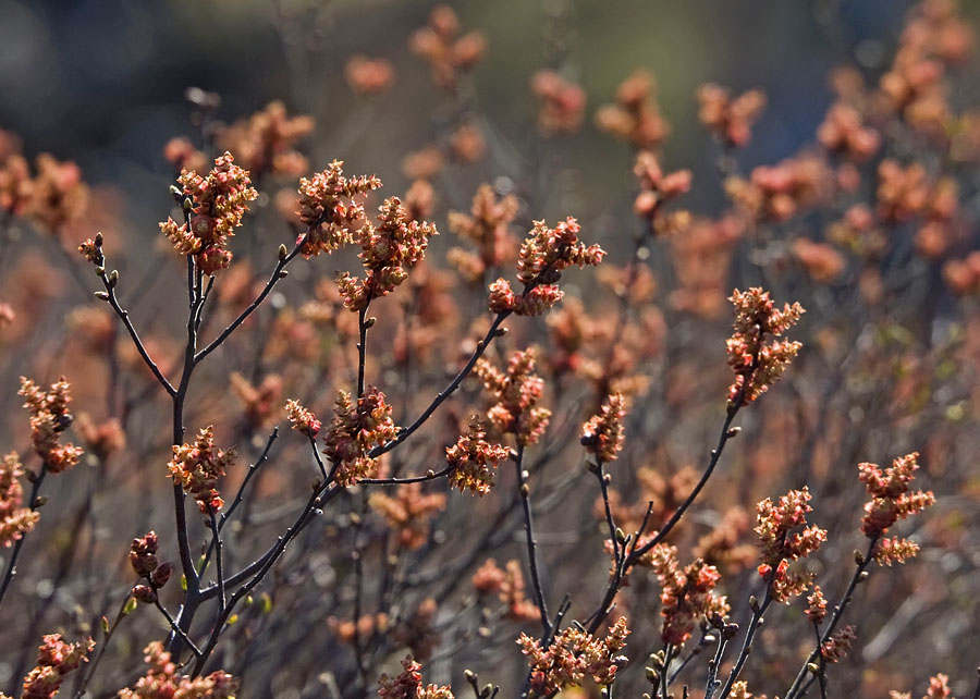 Image of Myrica tomentosa specimen.