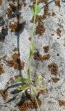 Draba muralis