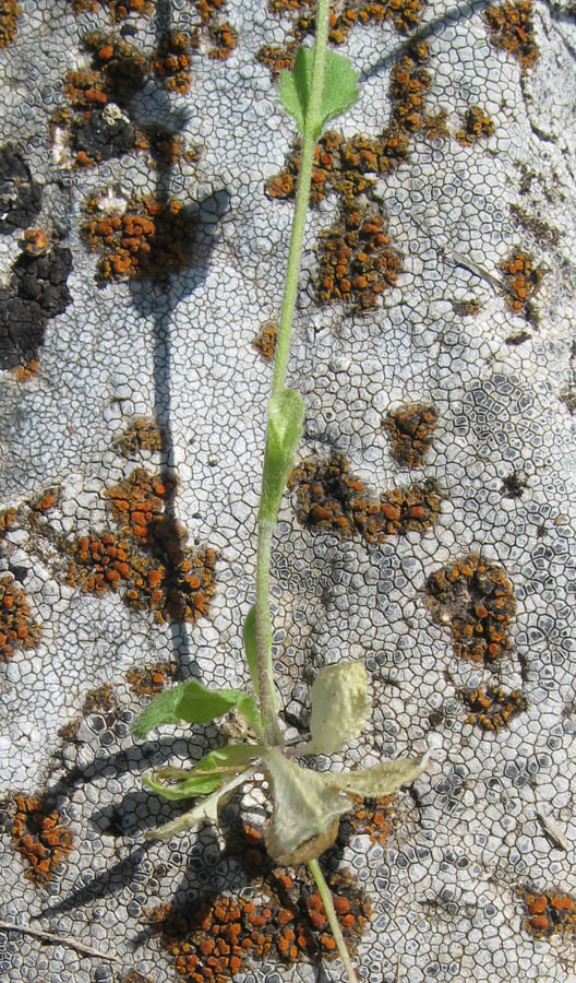 Image of Draba muralis specimen.