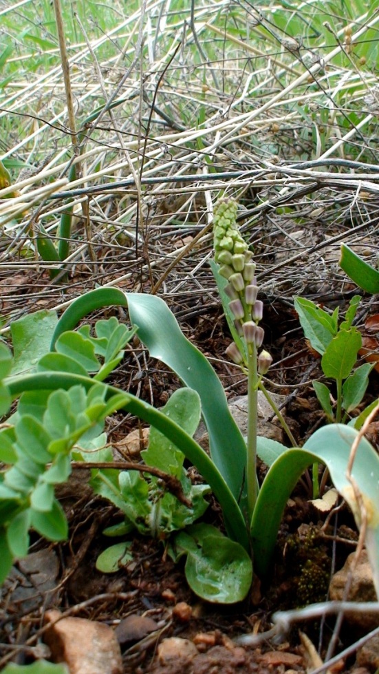 Image of Leopoldia caucasica specimen.
