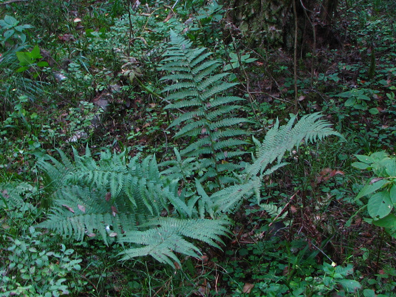 Изображение особи Dryopteris filix-mas.