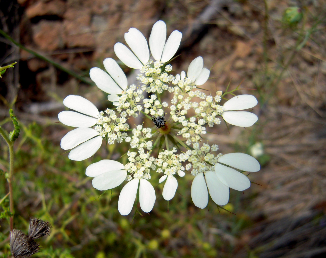 Image of Artedia squamata specimen.