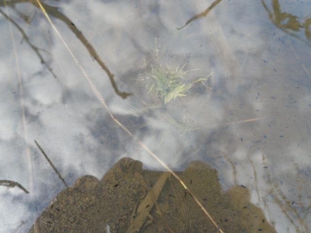 Image of Sium latifolium specimen.