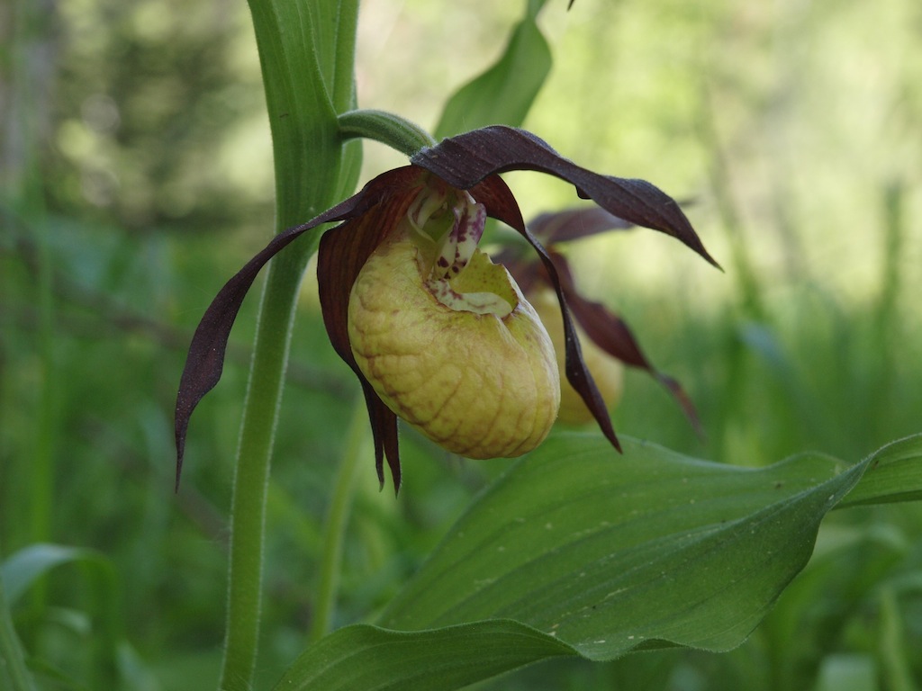 Image of Cypripedium calceolus specimen.