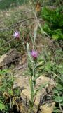 Xeranthemum cylindraceum. Цветущее растение. Крым, южный берег, гора Кастель. 31 мая 2012 г.