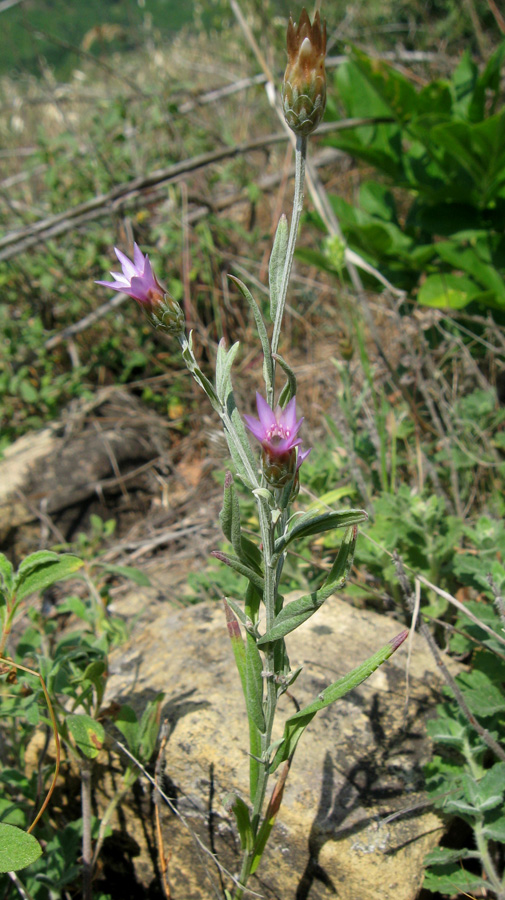 Image of Xeranthemum cylindraceum specimen.