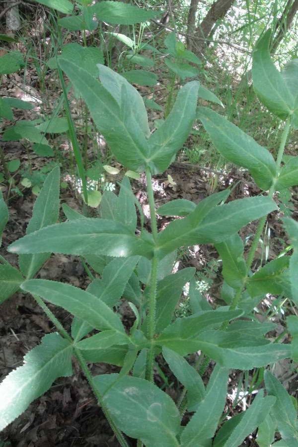 Изображение особи Opopanax persicus.