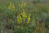 Verbascum marschallianum. Цветущие растения. Крым, Керченский п-ов, Приазовье, Караларская степь. 08.06.2012.