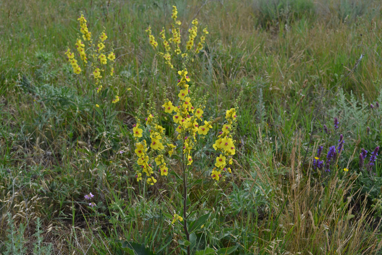 Изображение особи Verbascum marschallianum.