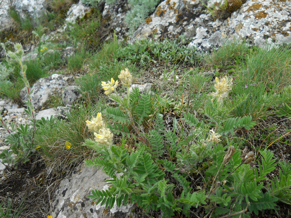 Изображение особи Oxytropis pilosa.