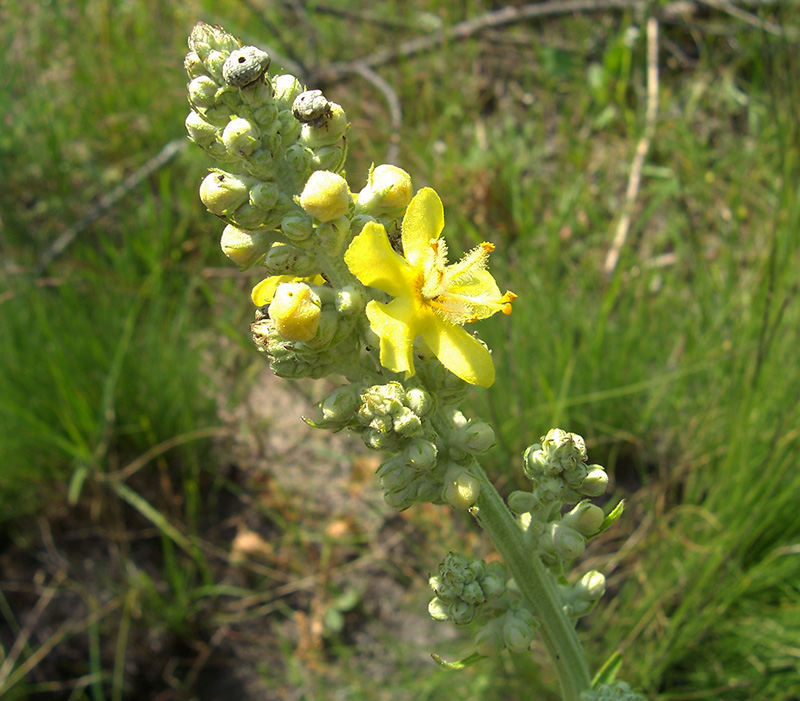 Image of Verbascum lychnitis specimen.