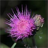 Cirsium heterophyllum