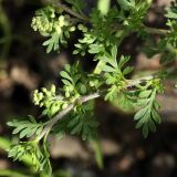 Coronopus didymus. Побег с соплодием. Испания, Страна Басков, Бискайя, муниципалитет Бермео (Bermeo), приморский горный склон близ о-ва Гастелугаче (Gaztelugatxe), травяно-кустарниковые заросли. 13.06.2012.